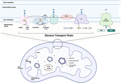 Mitochondrial non-energetic function and embryonic cardiac development